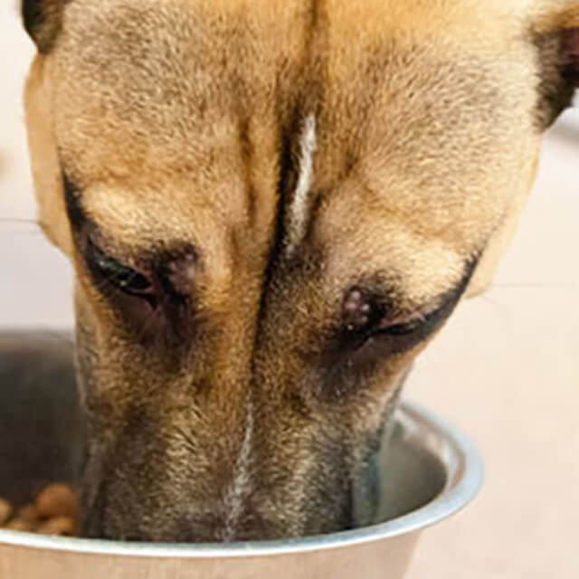 How is packed dog food better than homemade dog food?